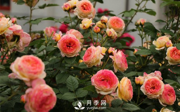 為什么很多樹狀月季更建議地栽？(圖1)