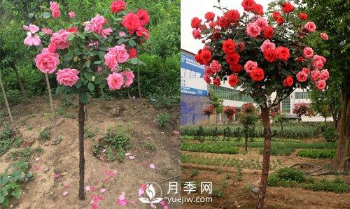 月季花遇到病害包含的病況？如何解決呢(圖1)