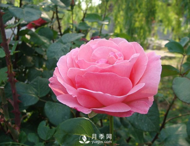 月季有時出現(xiàn)盲芽？怎樣做會促進開花呢(圖1)