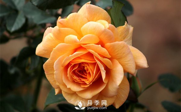 盆栽月季樹插穗、新栽苗、生長期如何修剪？(圖1)