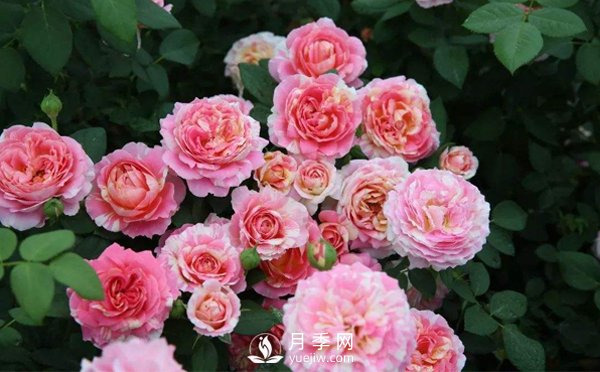 藤本月季在種植的時(shí)候要按照什么樣的方法步驟來進(jìn)行呢？(圖1)