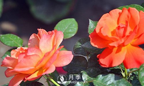 南陽(yáng)大花月季在種植時(shí)要注意哪些問(wèn)題呢？(圖1)