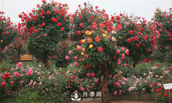 新型月季花，要遵循什么方法，才栽培出來？(圖1)