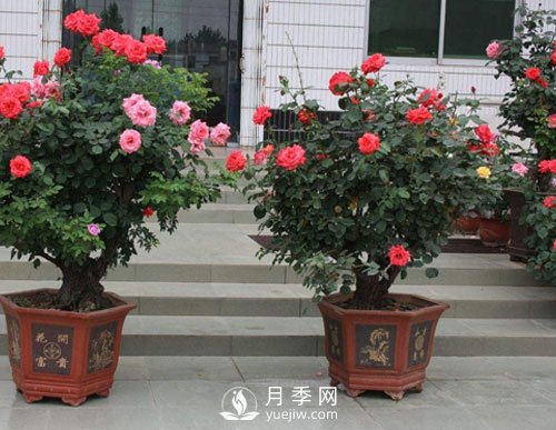 如何讓盆栽月季植株大，枝頭多，開(kāi)滿(mǎn)盆常開(kāi)不?。?圖1)