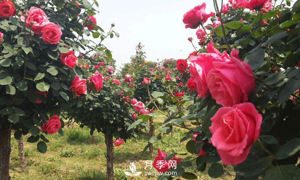 盆栽樹狀月季日常養(yǎng)護要及時修剪和預(yù)防病蟲害(圖1)