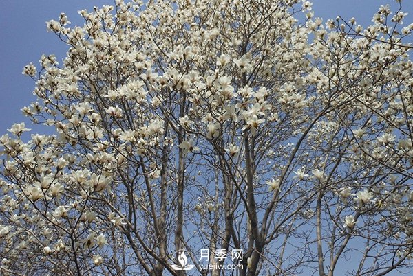 白玉蘭樹越冬防寒工作是怎樣的？(圖1)