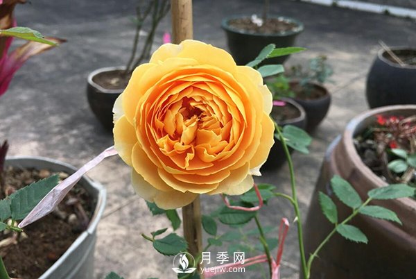 盆栽月季樹養(yǎng)植常見問題有哪些？(圖1)
