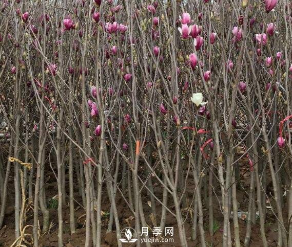 紅玉蘭樹的病害防治要怎么做？(圖1)