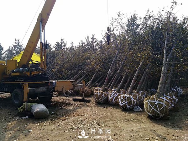 大規(guī)格苗木裝運技巧，移植技術有哪些技巧？(圖1)