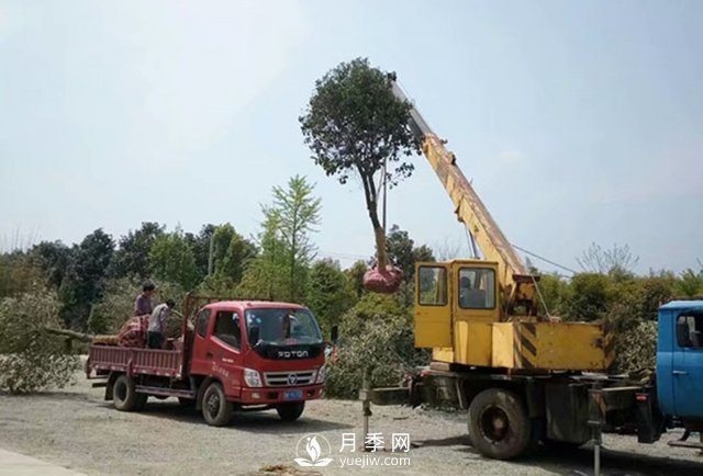 大規(guī)格苗木裝運技巧，移植技術有哪些技巧？(圖2)