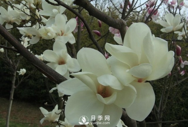 河南白玉蘭有哪些藥用價(jià)值？(圖1)