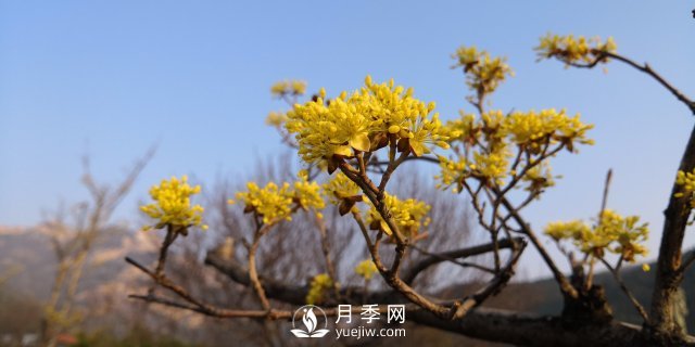 河南山茱萸有沒有成為園林常用苗的實(shí)力？(圖1)
