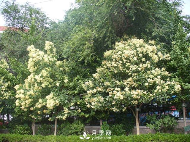 如何讓河南大葉女貞生長(zhǎng)的更加優(yōu)質(zhì)？(圖1)