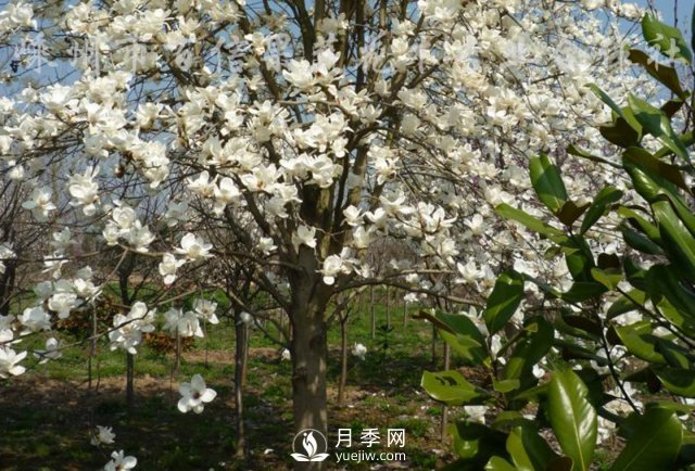 白玉蘭不僅“顏值”高，而且生態(tài)功能強大！(圖1)