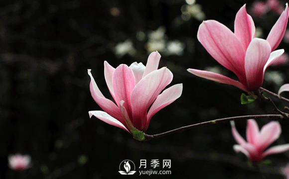 紅玉蘭，紫玉蘭，廣玉蘭嫁接培育主要注意一下四點：(圖1)