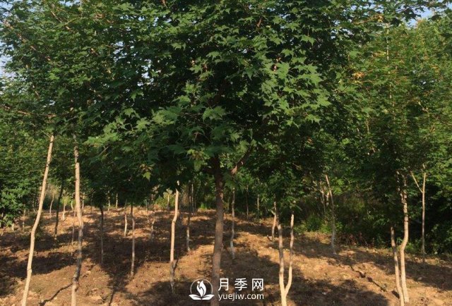 移植優(yōu)質(zhì)五角楓的訣竅你了解嗎？(圖1)