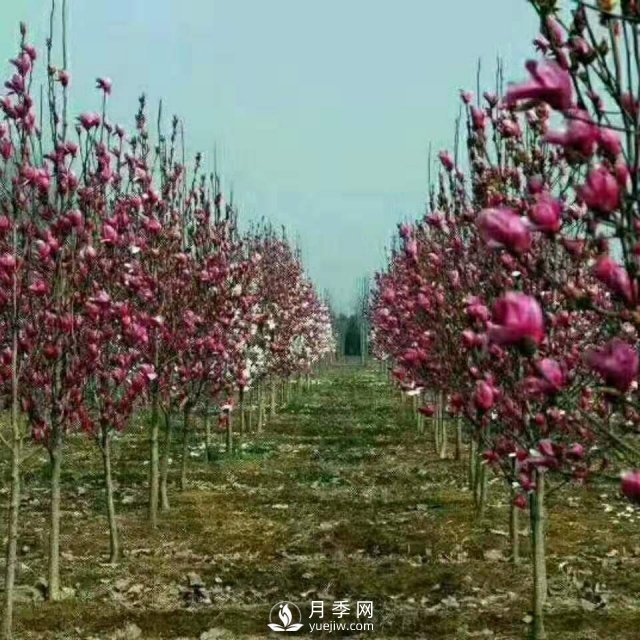 紅玉蘭樹的經(jīng)濟(jì)價值表現(xiàn)在哪些地方，你了解過嗎？(圖1)