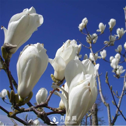 萬物復(fù)蘇時(shí)節(jié)，春的信使——白玉蘭悄然開放(圖1)