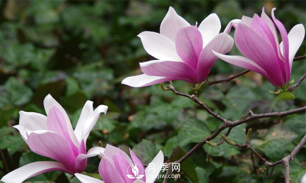 拽著三月的春光，希望的春天就在紅玉蘭花開的時節(jié)。(圖1)