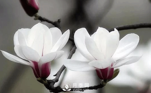 要想養(yǎng)護(hù)好白玉蘭盆景，要注意土壤，陽光水肥幾個(gè)方面的工作(圖1)