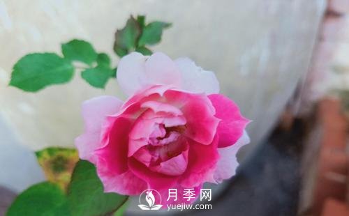 適合在廣東的夏季種植的耐熱月季有哪些？(圖1)