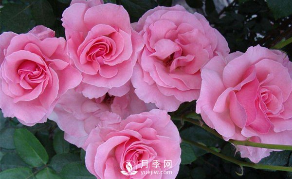 溫室月季小苗種植需要注意哪些事項？(圖1)