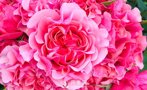 入冬了樹(shù)狀月季花該怎么修剪？(圖1)
