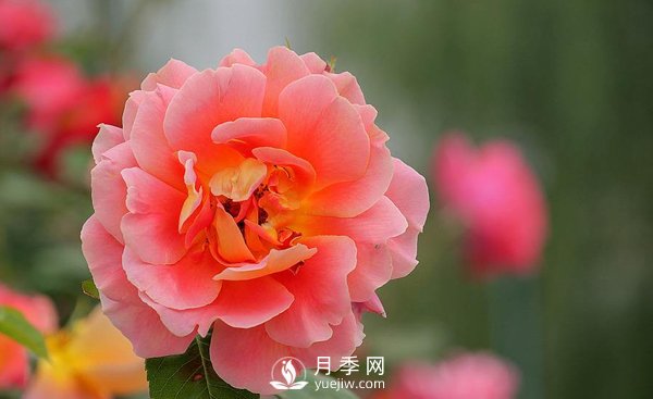 河南月季基地是怎樣防治介殼蟲病害的？(圖1)
