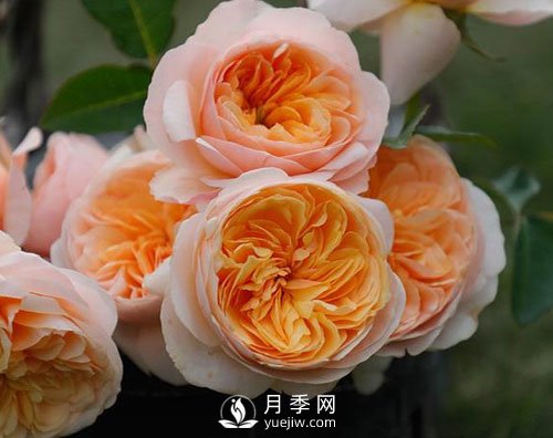 南陽月季已有千年歷史，外國人都知道，但許多人不知道！(圖1)