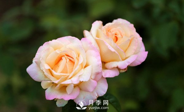 大花月季花扦插方法，用杯子給月季扦插方法(圖1)