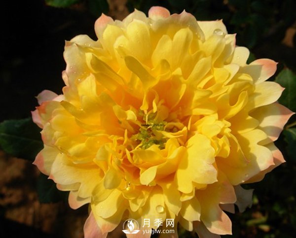 月季葉片發(fā)黃不止一個原因，不對癥處理后果很嚴重！(圖1)