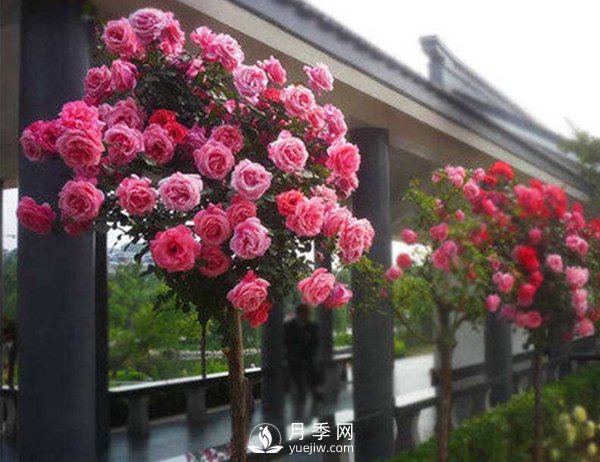 種植和管理樹(shù)狀月季中需要注意的幾點(diǎn)，你知道嗎？(圖1)