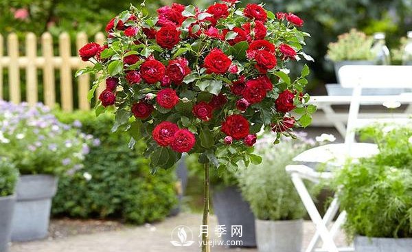 南陽月季苗木基地講述月季花養(yǎng)殖該如何選擇花盆和盆土？(圖1)
