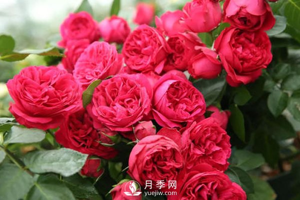 月季扦插如何防“假活”你知道嗎？(圖1)