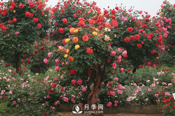 月季不同的季節(jié)養(yǎng)護需要不同的技巧？秋季該如何養(yǎng)殖(圖1)