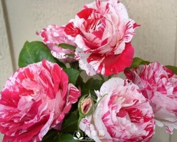月季種植期的養(yǎng)護，和玫瑰的方法一樣嗎？(圖1)