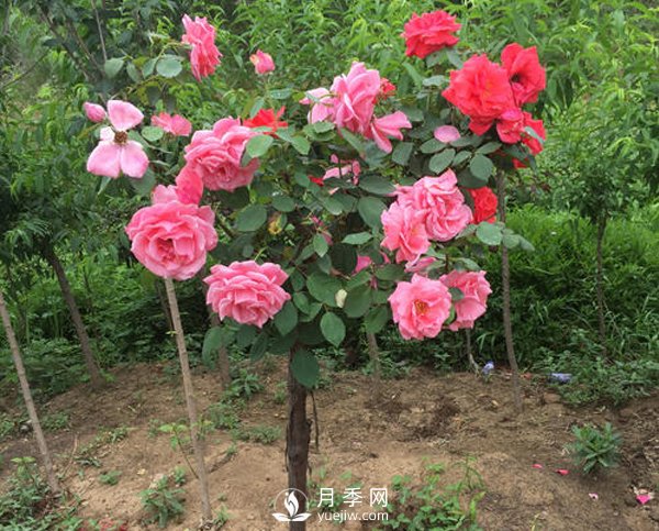 多色樹(shù)狀月季，在嫁接時(shí)候要注意的小細(xì)節(jié)(圖1)