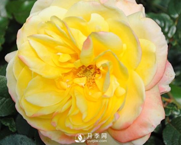 南陽月季苗長的慢是怎么回事？(圖1)