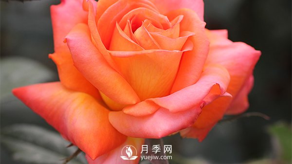 月季的播種育苗需要準(zhǔn)備哪些內(nèi)容？(圖1)