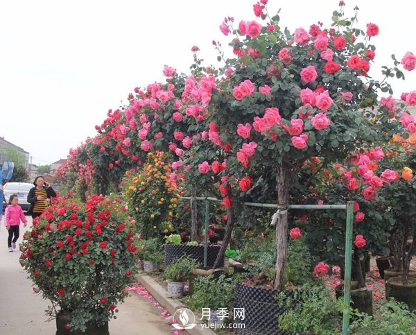 南陽(yáng)樹(shù)狀月季冬季長(zhǎng)小芽要怎么辦？(圖1)