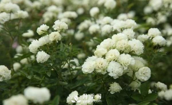 怎樣防治南陽(yáng)月季黑斑病病害？(圖1)