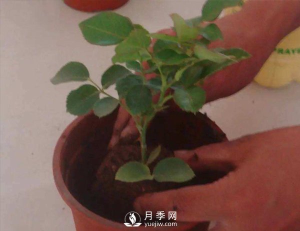 月季休眠期，南陽月季種植基地是怎樣修剪的？(圖1)