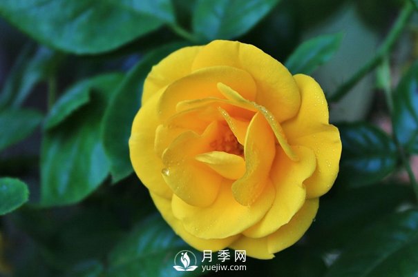 怎樣能使南陽盆栽月季花期長、開大花？(圖1)