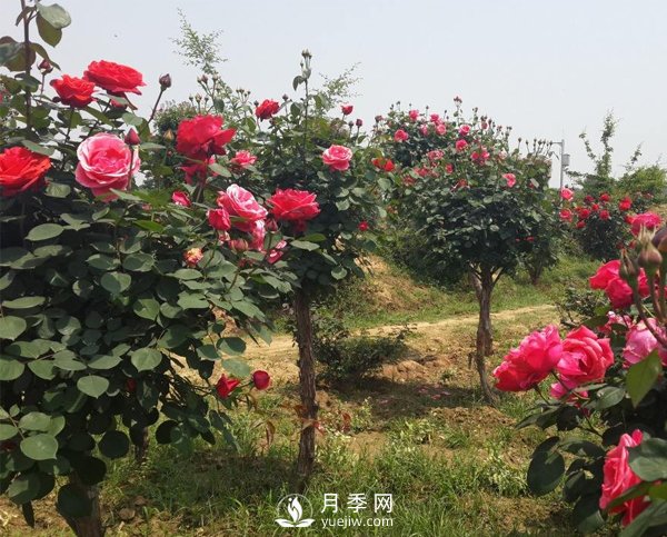 月季樹(shù)長(zhǎng)得好好的為什么要嫁接呢？(圖1)