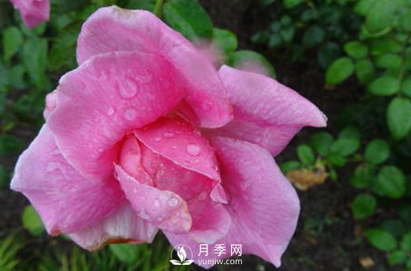 南陽月季花想長得好看，要學會的小技巧(圖1)