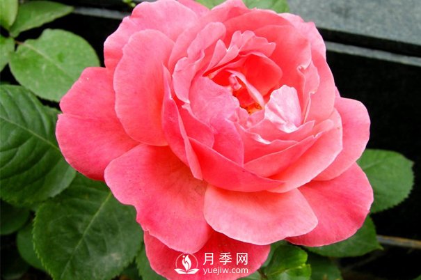 想種月季沒有經(jīng)驗(yàn)？來看看月季網(wǎng)分享的攻略吧(圖1)