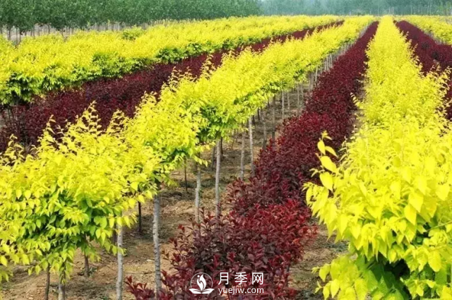 說說中國人自己知識產(chǎn)權(quán)的彩葉苗木，金葉榆(圖1)