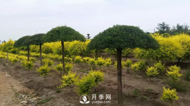 說說中國人自己知識產(chǎn)權(quán)的彩葉苗木，金葉榆(圖2)