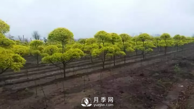 說說中國人自己知識產(chǎn)權(quán)的彩葉苗木，金葉榆(圖3)
