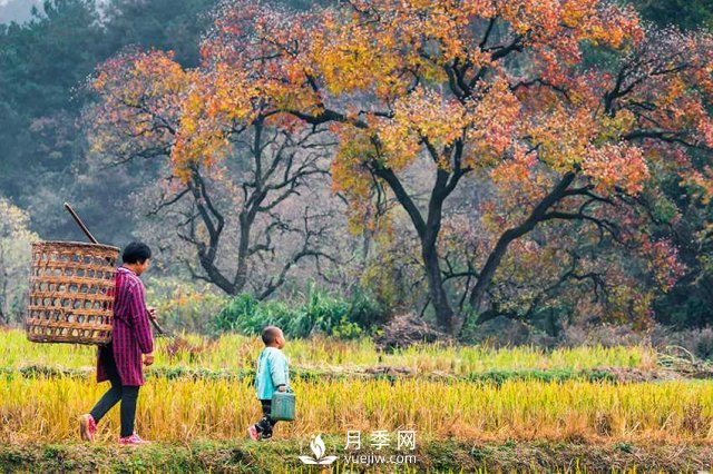 信陽(yáng)市商城縣小鄉(xiāng)村靠烏桕樹成游客打卡地(圖1)